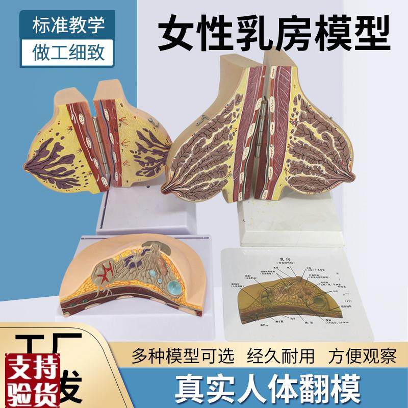哺乳期乳房模型胸部解剖乳房结构造乳房乳腺病变模X型催乳师教具,玩具/童车/益智/积木/模型,其他模型玩具,淘宝优惠券,粉丝福利购,淘宝优惠卷