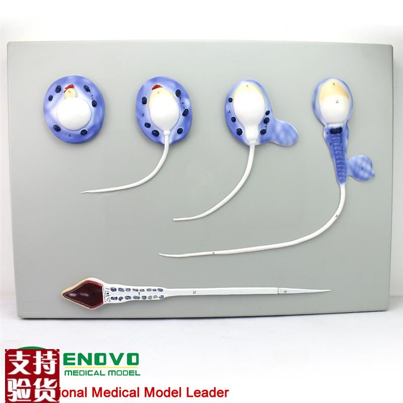 ENOVO颐诺精子形成过程模型精子模型J男性生殖系统生殖男科模型