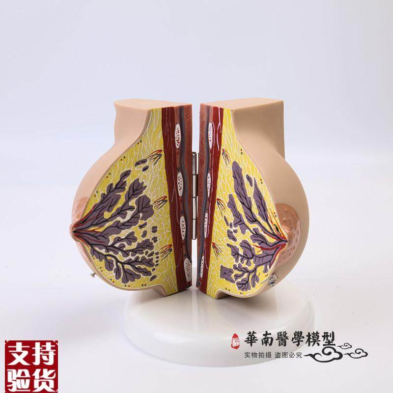 乳房模型胸部解剖乳房结构造妇产科教G学整容微整形展示美容院医