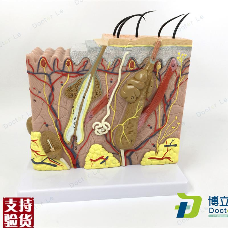 70倍人体皮f肤结构皮肤组织结构放大解剖模型美容院微整形皮肤模