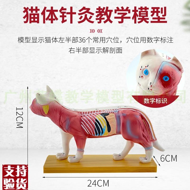 猫体针灸b模型兽医学习动物解剖模型宠物模型动物针灸模型