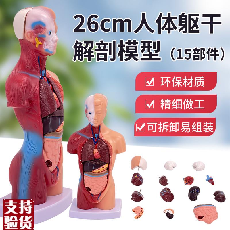 医学内脏人体器官k结构躯干解剖模型心脏构造拆装教学玩具儿童益