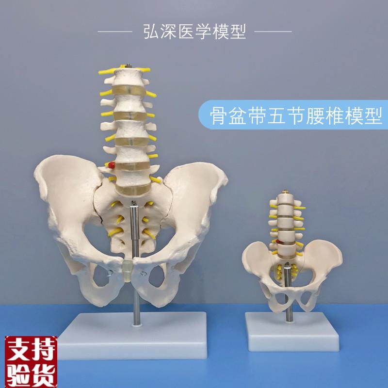 骨盆带五节腰椎模型人体关v节盆骨骼神经椎间盘髋骨骶骨医学教学