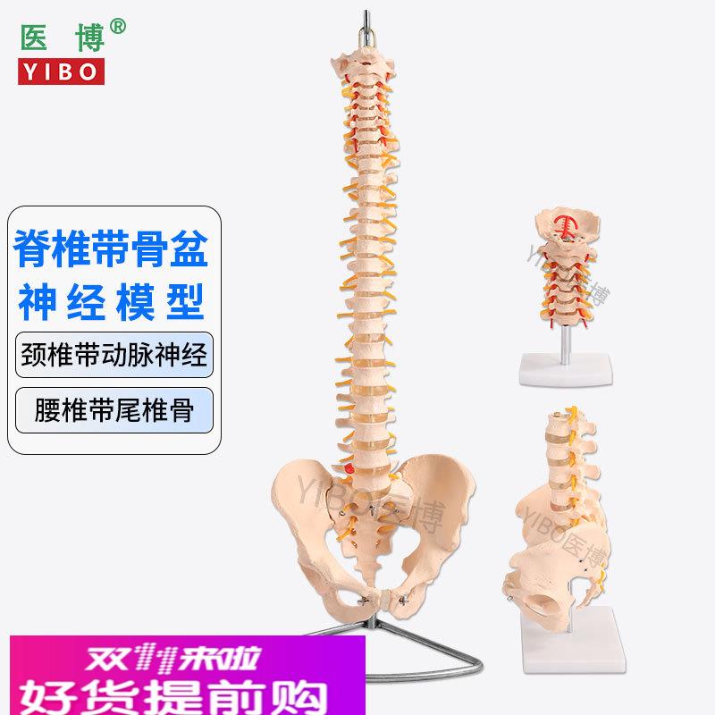 医博 人体脊椎模型 成人1:1腰椎颈椎带骨盆模型 人体骨骼骨架模型