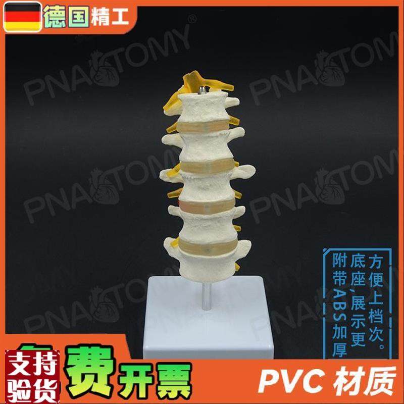 德国】1比1医学人体五节腰椎脊B柱骨骼模型椎间盘脊神经骨科疼痛