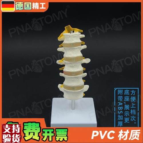 德国】1比1医学人体五节腰椎脊B柱骨骼模型椎间盘脊神经骨科疼痛