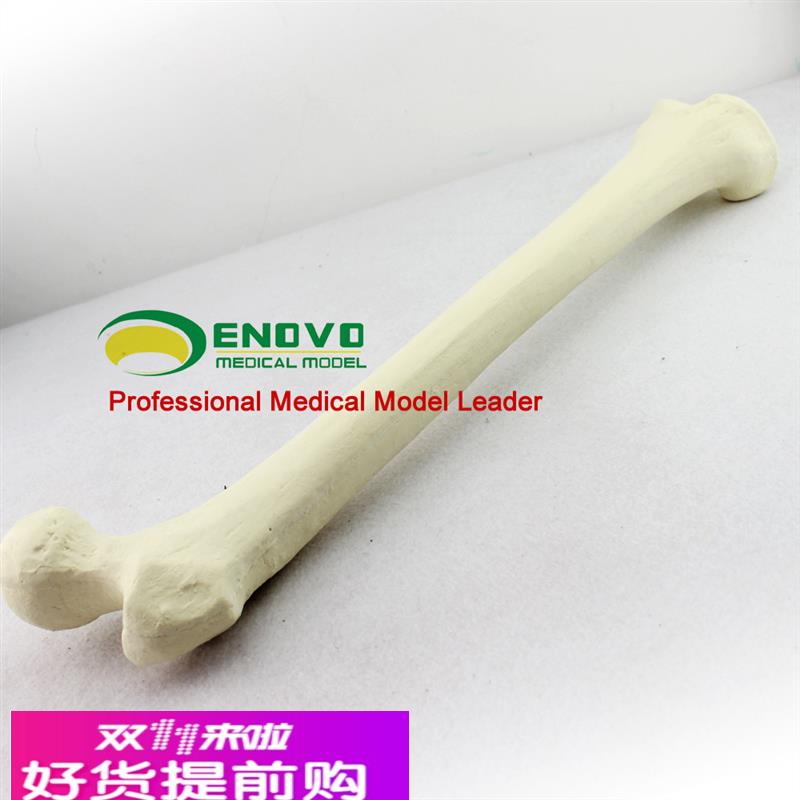 ENOVO颐诺仿真股骨模型生物力学Sawbone人工皮质骨松质股骨模型大