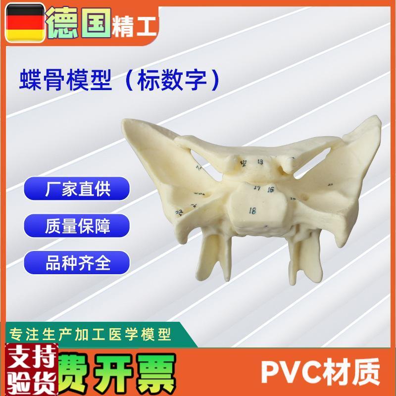 人体蝶骨放大标数字x模型教学解剖模型蝶骨模型