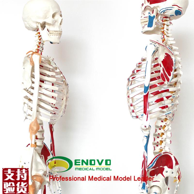 ENOVO正品医用人体170CxM骨骼模型数字标识款美术艺用骨骼模型