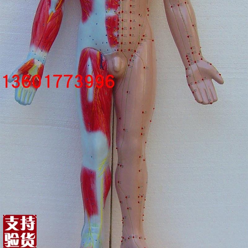 语音提示十四针灸电动模型针灸人C体模型电动语言提示十四经穴模