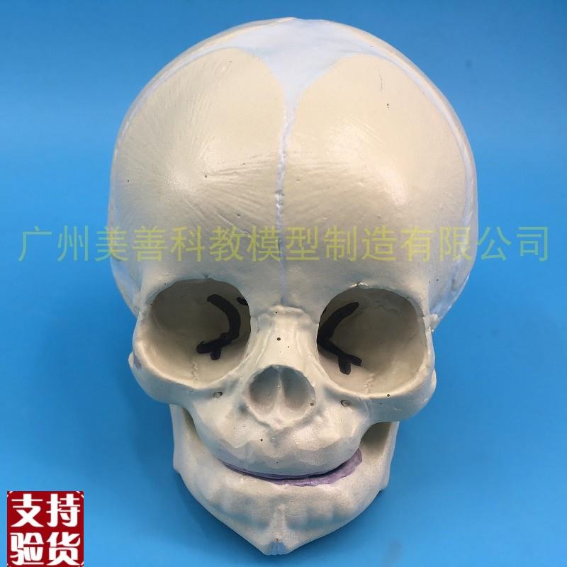 仿真婴儿头颅模型生物学小头颅头骨标本颅骨幼儿头骨W美术素描教