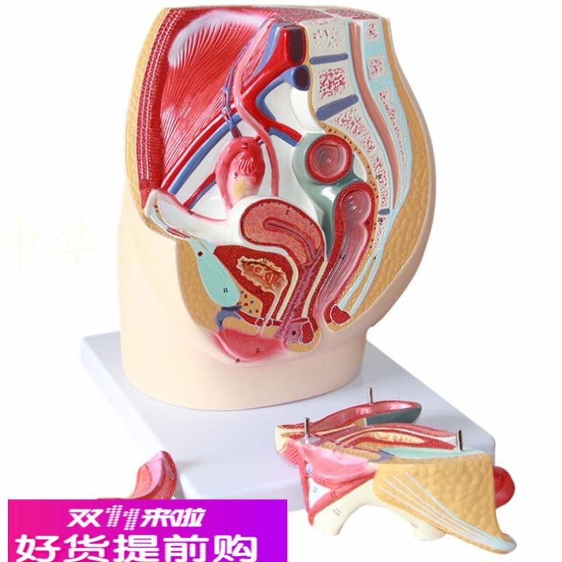 生殖泌尿系统模型男/女性 男性盆腔解剖结构模型 前列线 男科教学