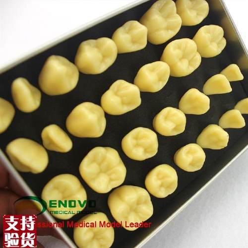 ENOVO颐诺2倍雕牙练习指导模A型牙颌面口腔学教学雕牙齿模型成人