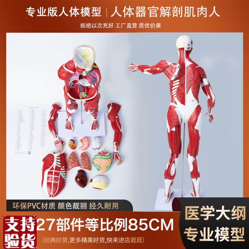 人体教学模型肌肉内脏心脏器官A解剖结构教具医院学校用演示模型