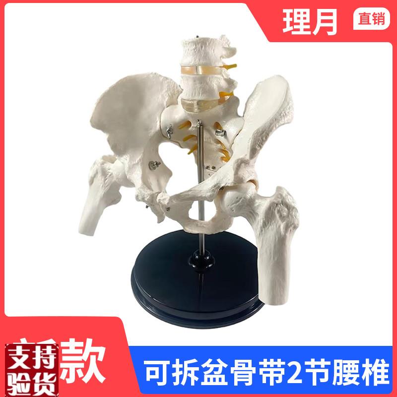 人体两节腰椎带骨盆腿骨模型脊柱脊椎I正脊柱模型真人大小可拆卸