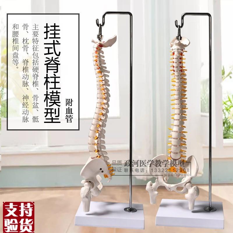 人体脊椎模型骨骼骨架脊椎骨模型股骨45CM正骨练U习教学颈椎模型