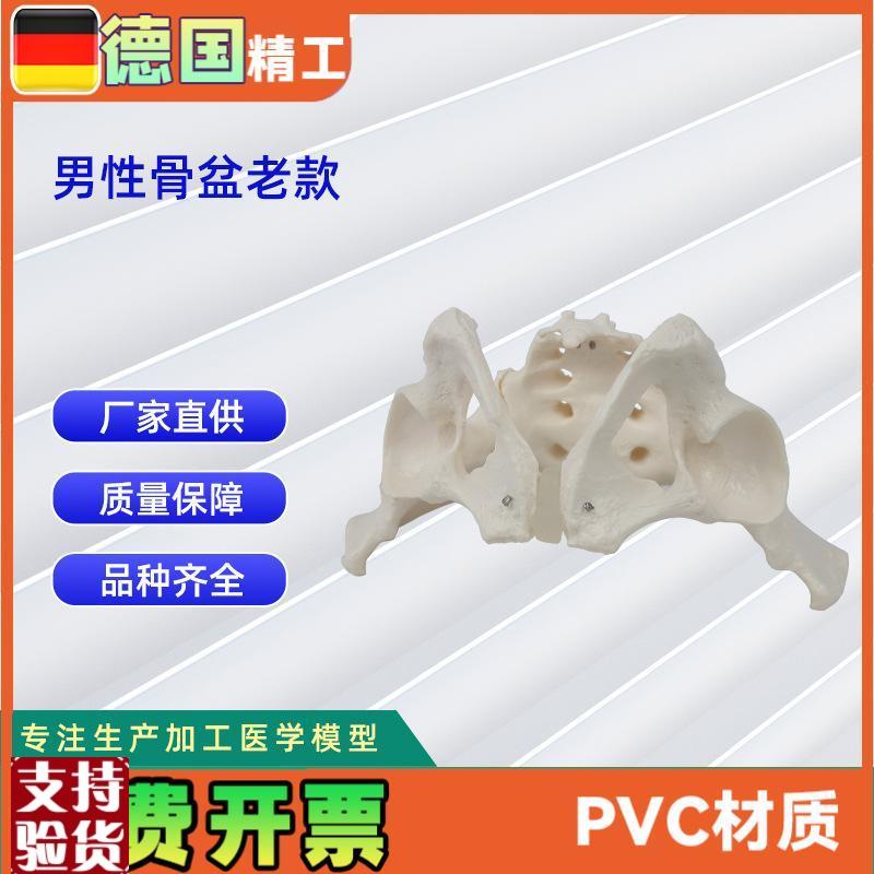 男性骨盆模g型老款骨科教学展示骨骼模型