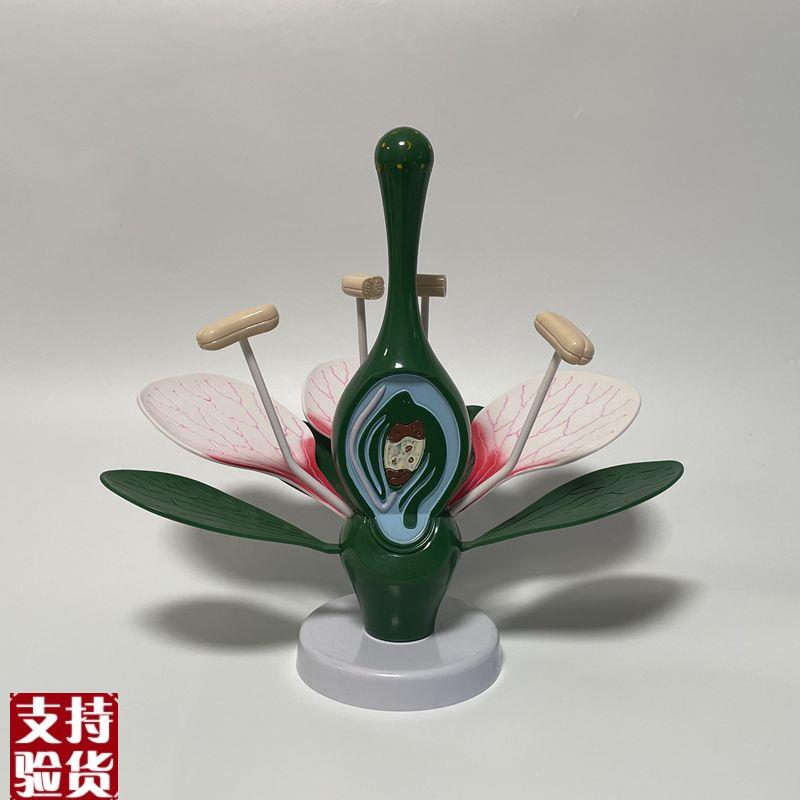 康泰桃花模型双子叶o花蕊子房拆卸植物细胞园艺展示生物课教学器