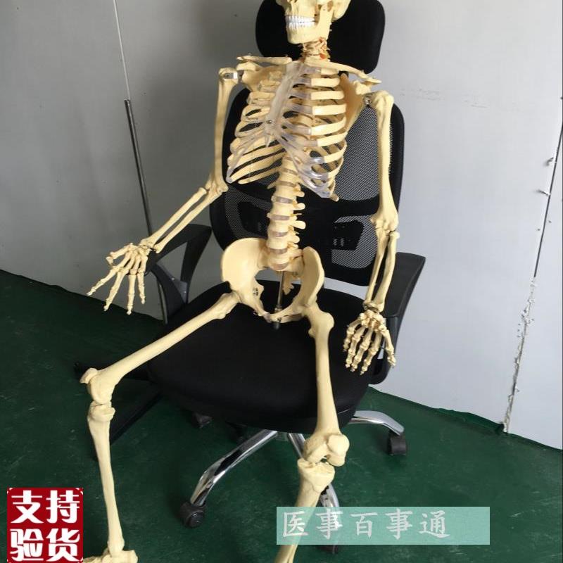 医学专用170cm人体骨骼模型z骷髅骨架标本骨骼教学模型脊椎模型