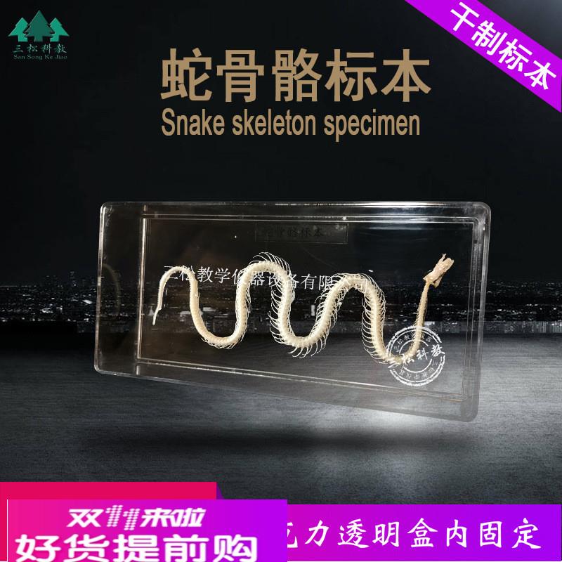 蛇骨骼标本 蛇骨架拼接模型 爬行动物教学科研展览中小学幼教配套