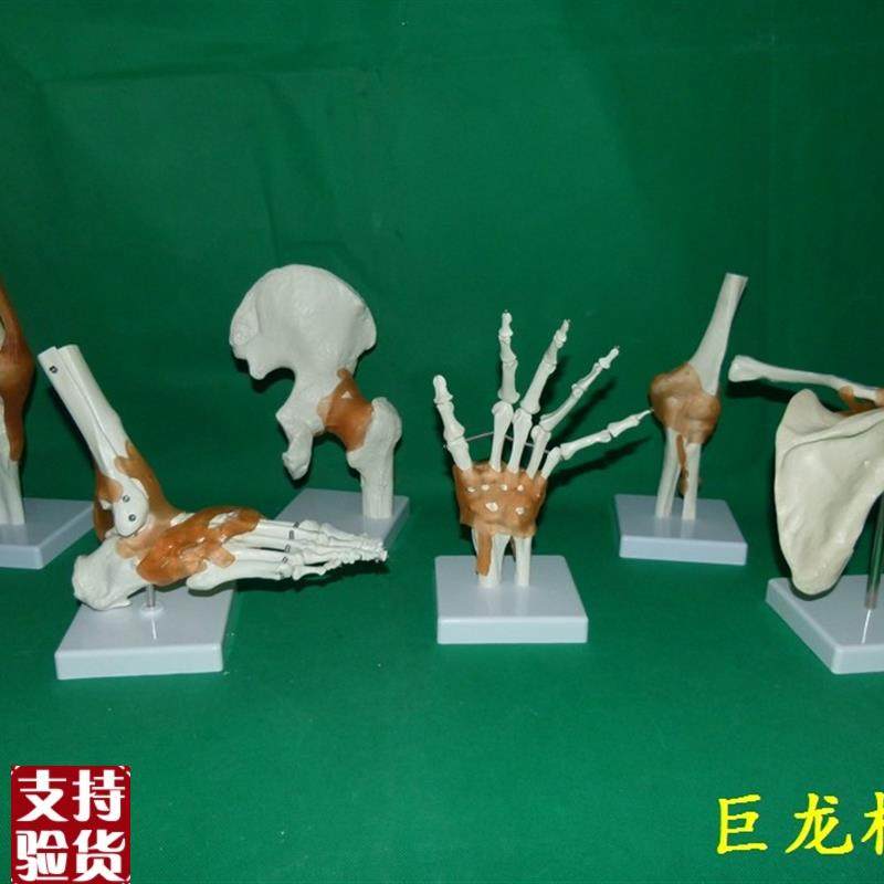 一比一人体六大关节骨骼骷髅D骨架教学模型肩肘髋足手膝,玩具/童车/益智/积木/模型,其他模型玩具,淘宝优惠券,粉丝福利购,淘宝优惠卷