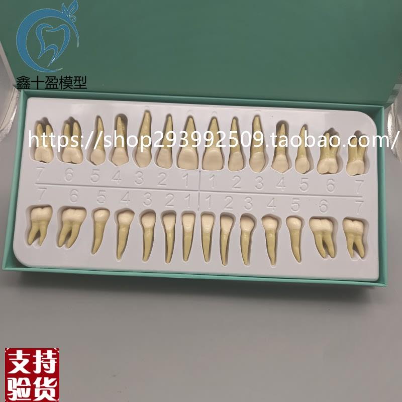 2.5倍牙模型形态解剖和雕刻双w色离体牙3倍窝洞制备牙齿解剖7026-