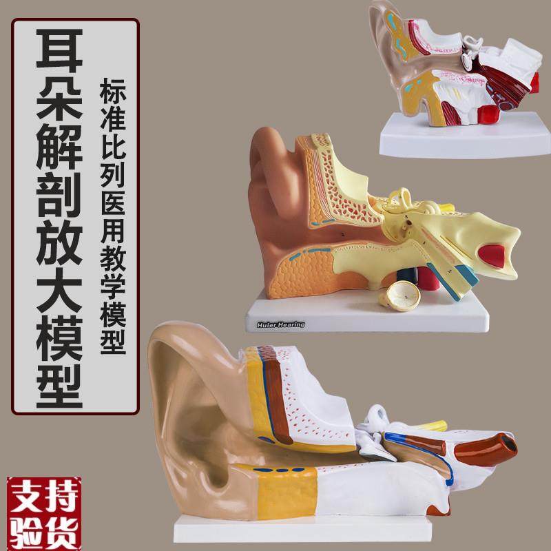 耳解剖模型人体耳朵模型3倍放大中D耳模型人体器官解剖助听器展示