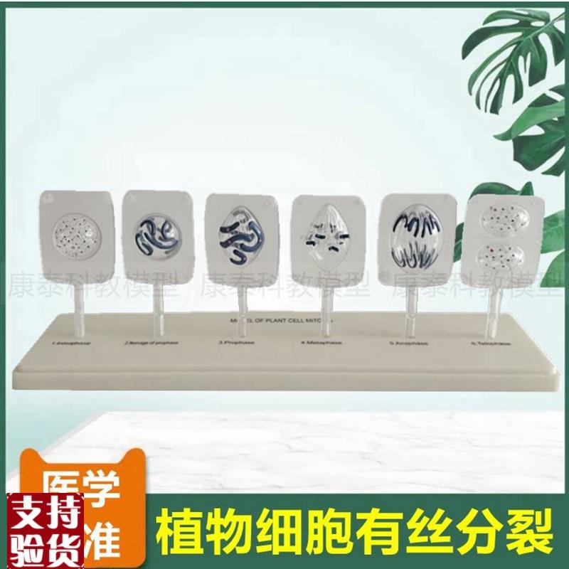 植物细胞有丝分裂模型初中高中生物课实验器材动物V细胞减数分裂