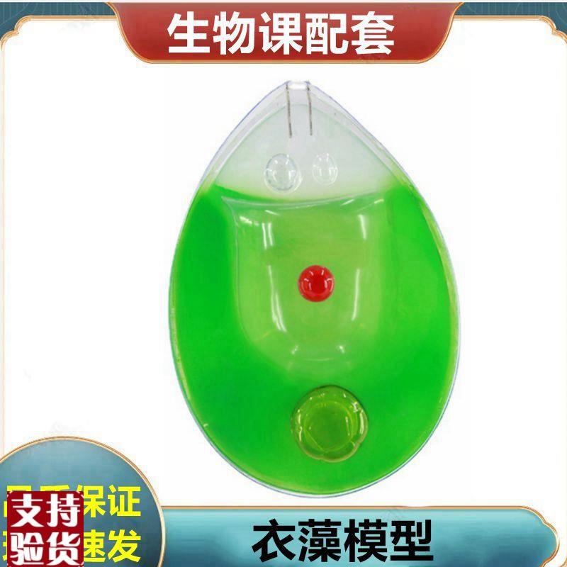 衣藻模型植物细胞叶绿体玉米籽种子芽胚发育根尖W单子叶双子叶