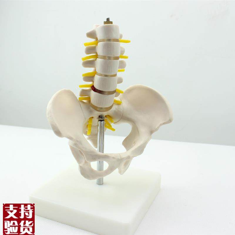 ENOVO颐诺迷你骨盆带五节腰椎模型脊柱模型骨科W模型骨骼标本人,文具电教/文化用品/商务用品,教学标本/模型,淘宝优惠券,粉丝福利购,淘宝优惠卷