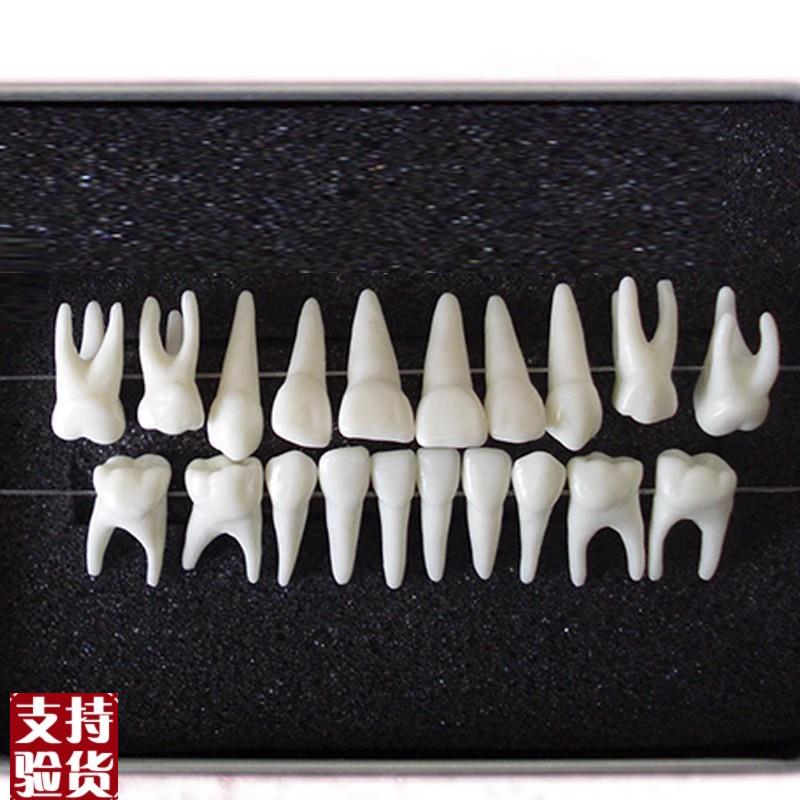 ENOVO颐j诺恒牙牙齿1:1模型成人牙列牙齿模型