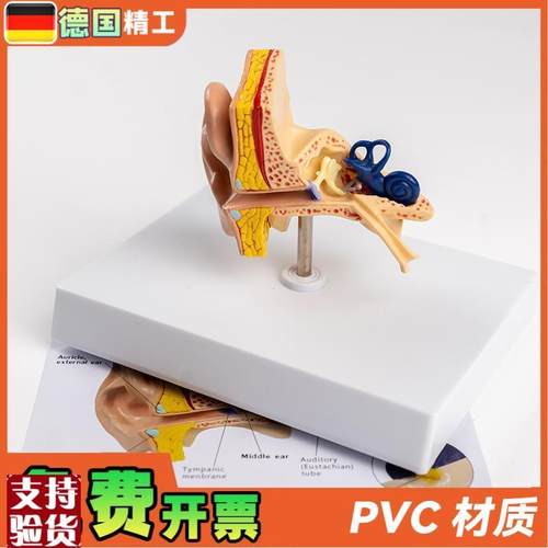 德国】耳朵结构模型耳解剖模型外中内耳部听觉系U统耳朵构造教学