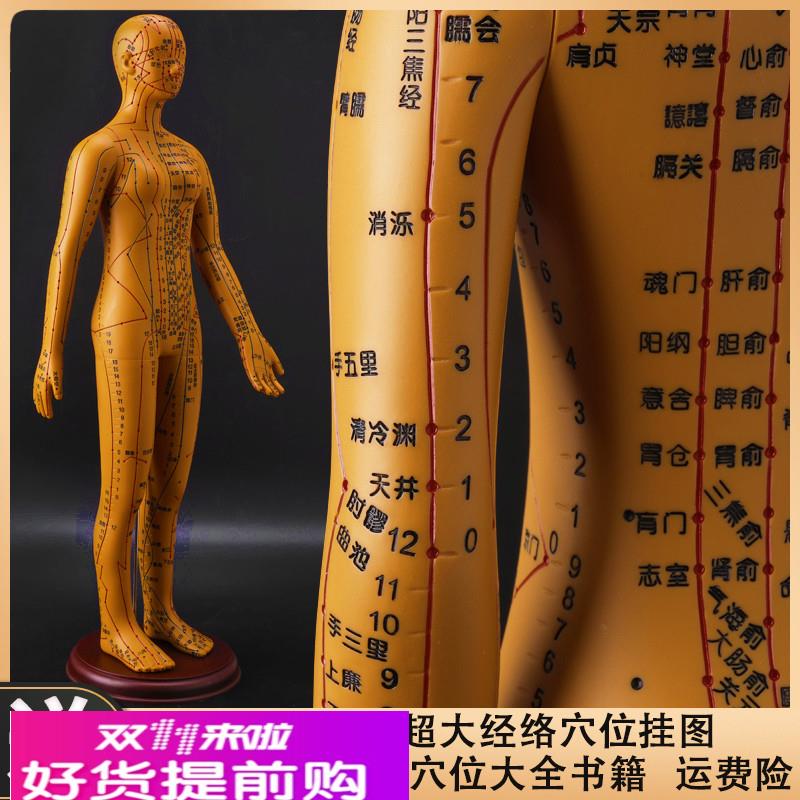 政河针灸穴位人体模型人十二经络小皮人扎针铜人穴位图教学练习