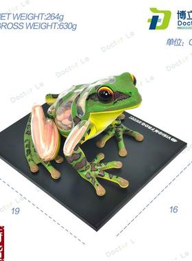 4DMaster青蛙标本解剖模型C内脏骨骼拼装学生科普实验器材教具