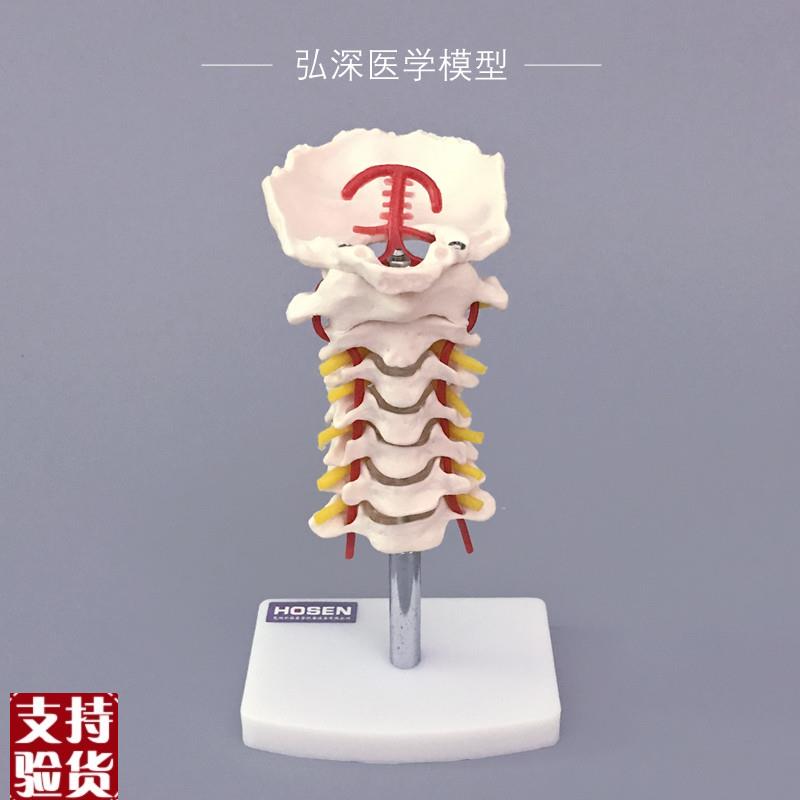 人体颈椎模型带颈动脉q后枕骨骼血管神经骨科医学教学塑料模具弘