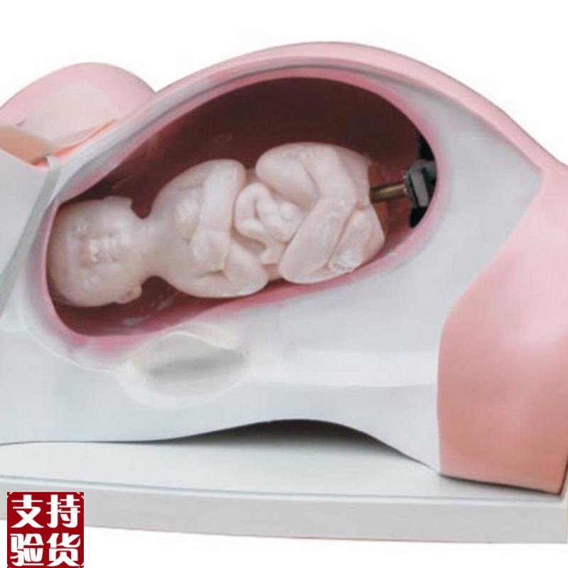 ENOVO颐诺分娩机转模型v分女性分娩妇产科教学用具分娩过程骨盆