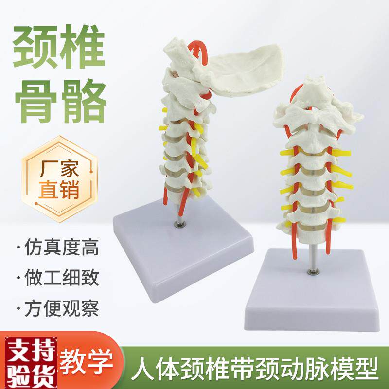 人体7节颈椎带颈动脉后u枕骨椎间盘与神经教学模型颈椎模型