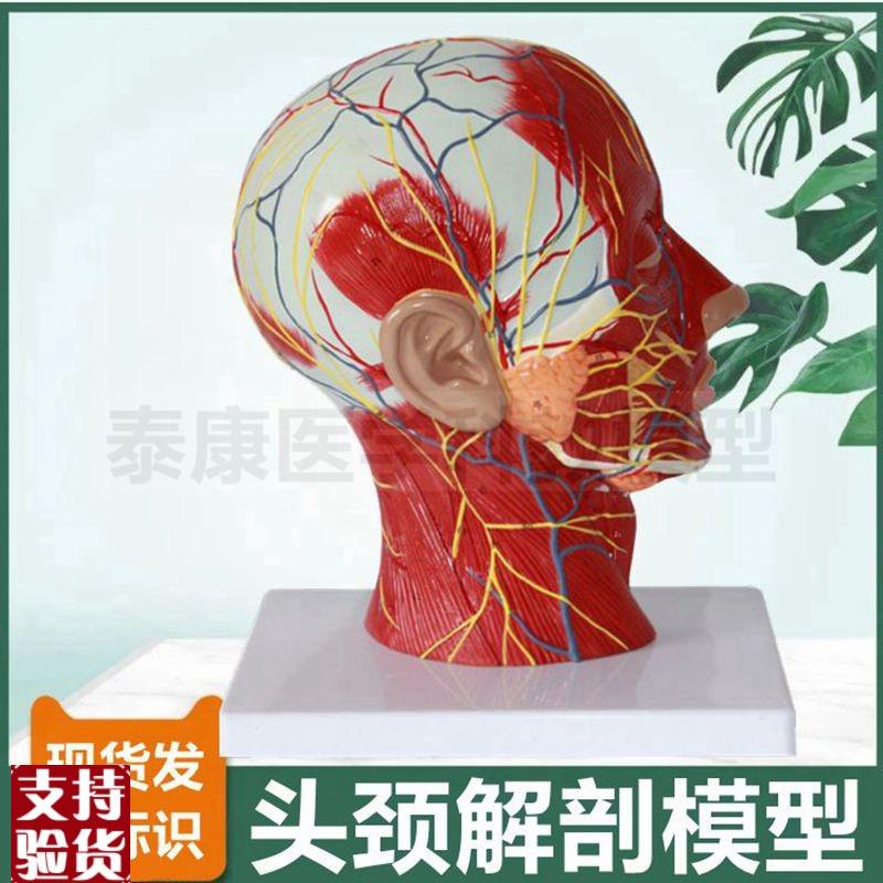 面部微整形模型浅层肌肉血管神y经头颅结构鼻咽喉口腔咽扁桃体喉
