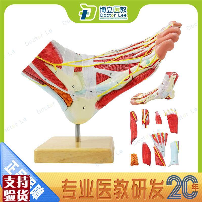 医用人体脚解剖模型脚关节肌肉神经血管韧带模型手足Y外科脚模型,玩具/童车/益智/积木/模型,其他模型玩具,淘宝优惠券,粉丝福利购,淘宝优惠卷