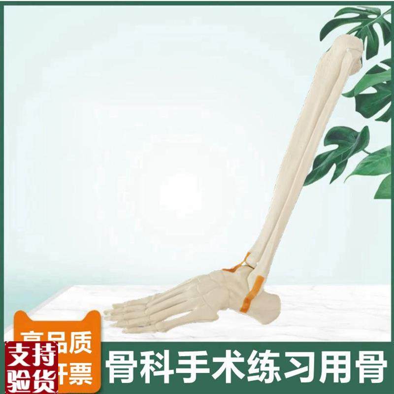 仿真踝关节模型j手术练习用假骨胫腓骨足骨跟骨临床骨科医生考试