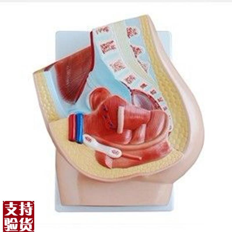 女性矢状解剖(1j件),妇科医学教具,生殖器解剖模型,妇科练习