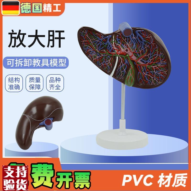 德国】人体肝胆囊血管肝脏内脏器官解剖模型医学消W化外科肝胆科