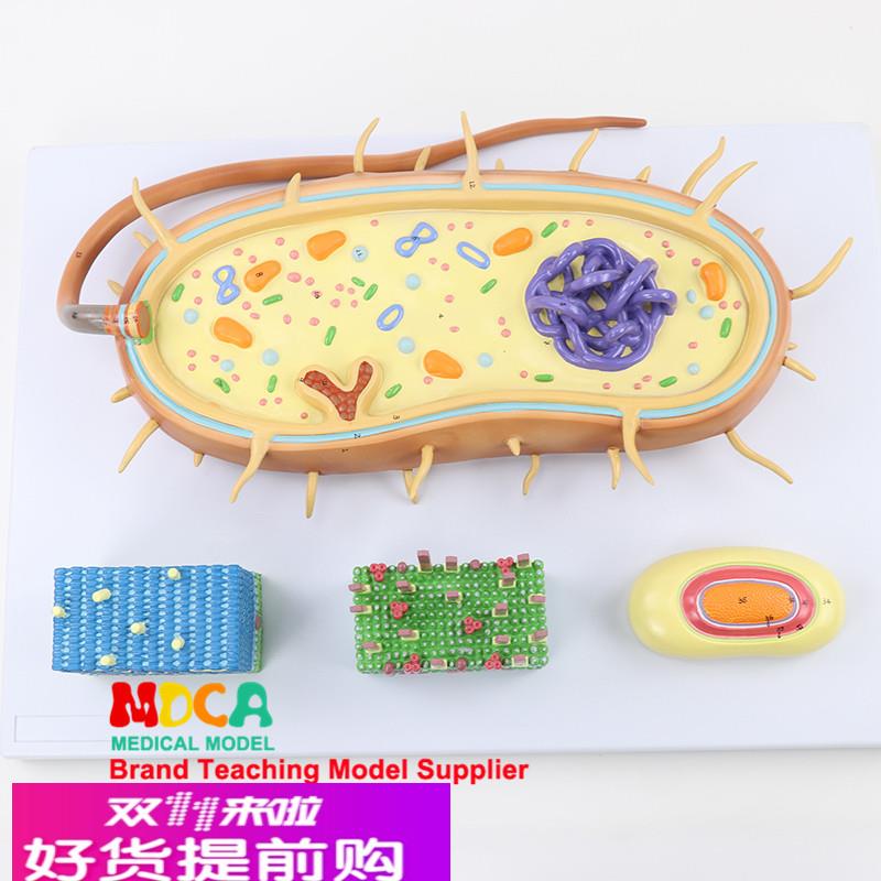 细菌细胞核模型染色体生物鞭毛模型医学教学 MXJ001
