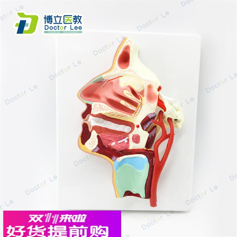 医用 口鼻咽喉内侧面血管神经模型 头面部鼻腔模型