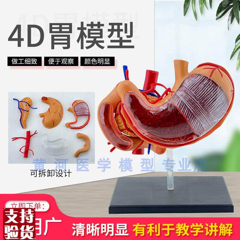 胃模型胃解剖模型拼装模型人体E解剖模型益智模型器官模型