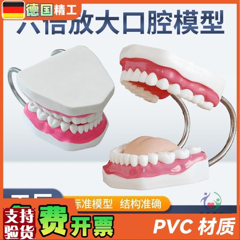 幼儿园牙齿护理牙教学人体牙齿模型护理6倍放Q大口腔模型牙齿示教