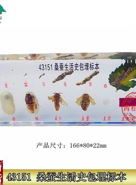 43151桑蚕生活史包埋标本包埋F标本教学标本中小学生物标本