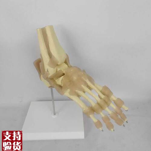 欧式1比1正常大附韧带人体足关节脚关节骨骼运动系Z统解剖模型