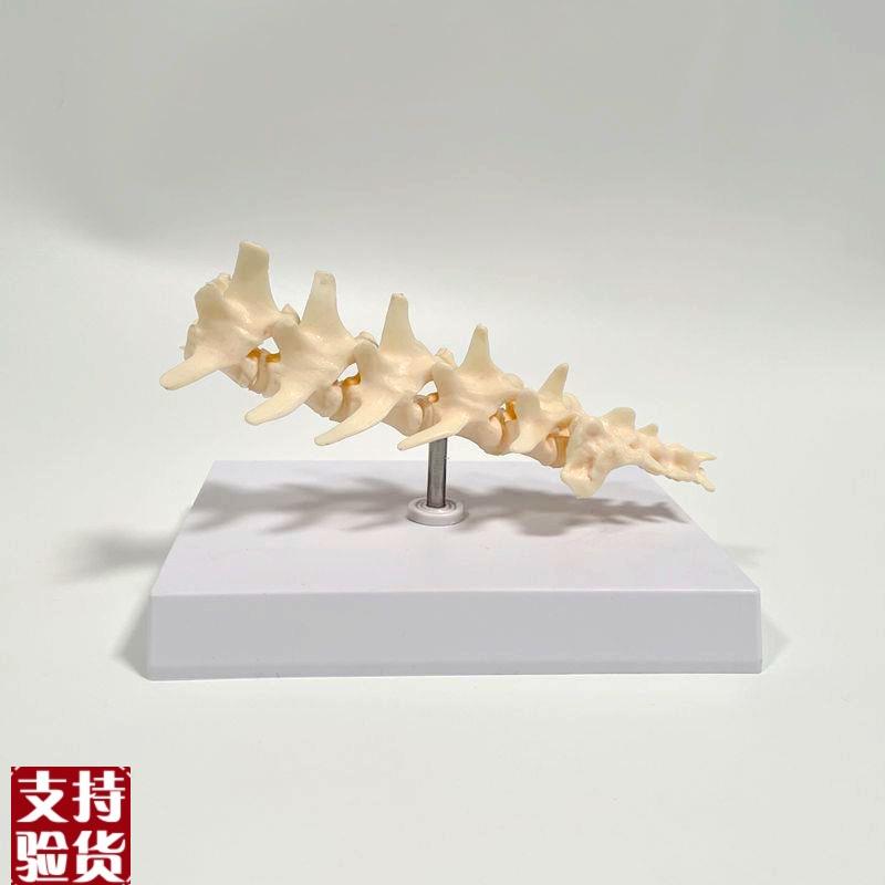 狗脊椎模型仿真塑胶动物骨头犬科兽医药促销礼品腰椎骨Z关节后腿