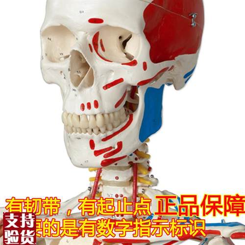 ENOVO颐诺医学170CM人体骨A骼模型肌肉骨架标本解剖脊柱骨科教学
